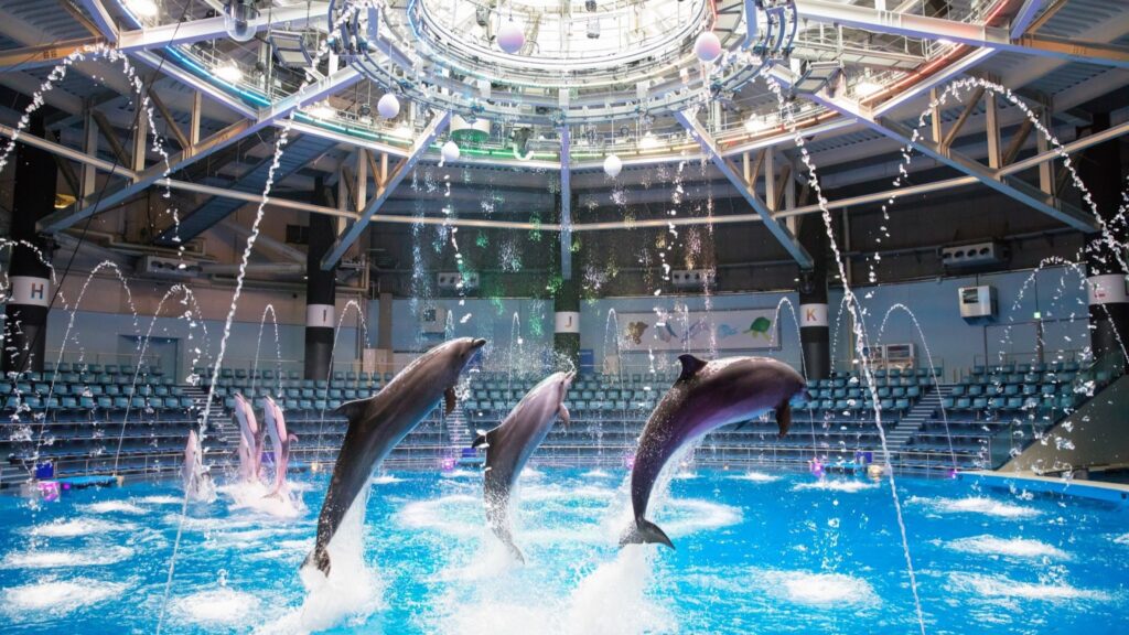 マクセル アクアパーク品川 ドルフィンパフォーマンス　デイver.